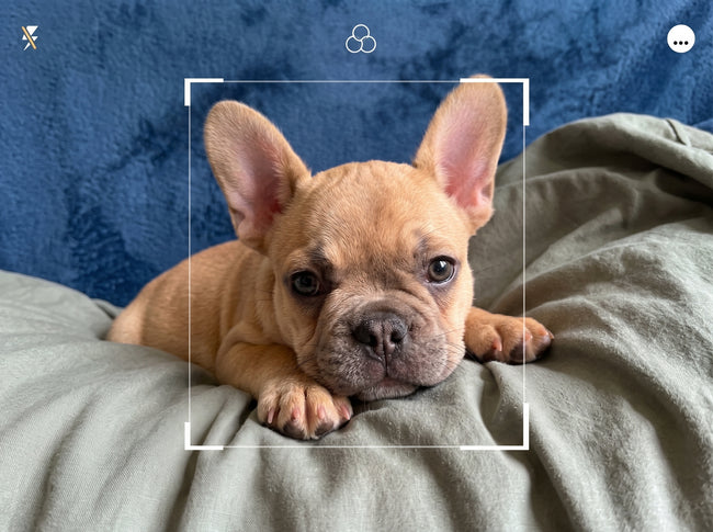 Upload your pet's photo